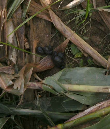 Indiz für Schwarzwild: Losung mit auseinandegefallenen Kotbohnen